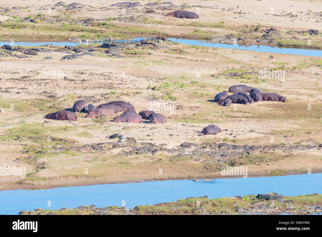 Ippopotami su riverbank nel Parco Nazionale di Kruger, famosa meta di viaggio in Sud Africa. Foto Stock