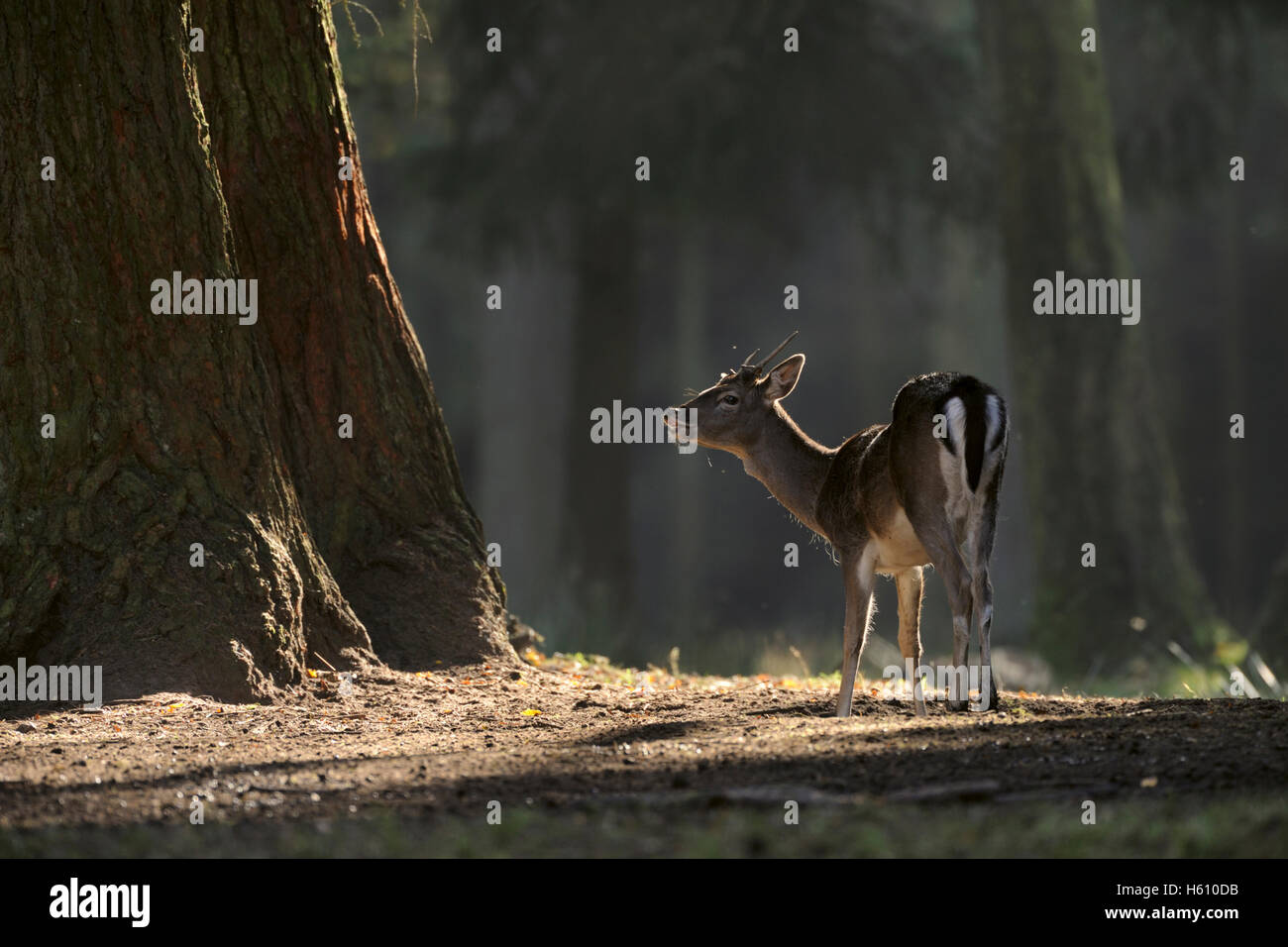 Daino / Damhirsch ( Dama dama ) in piedi su una radura, boschi scuri, fumoso, minaccioso sotto i riflettori, comportamento tipico, fauna selvatica, Europa. Foto Stock
