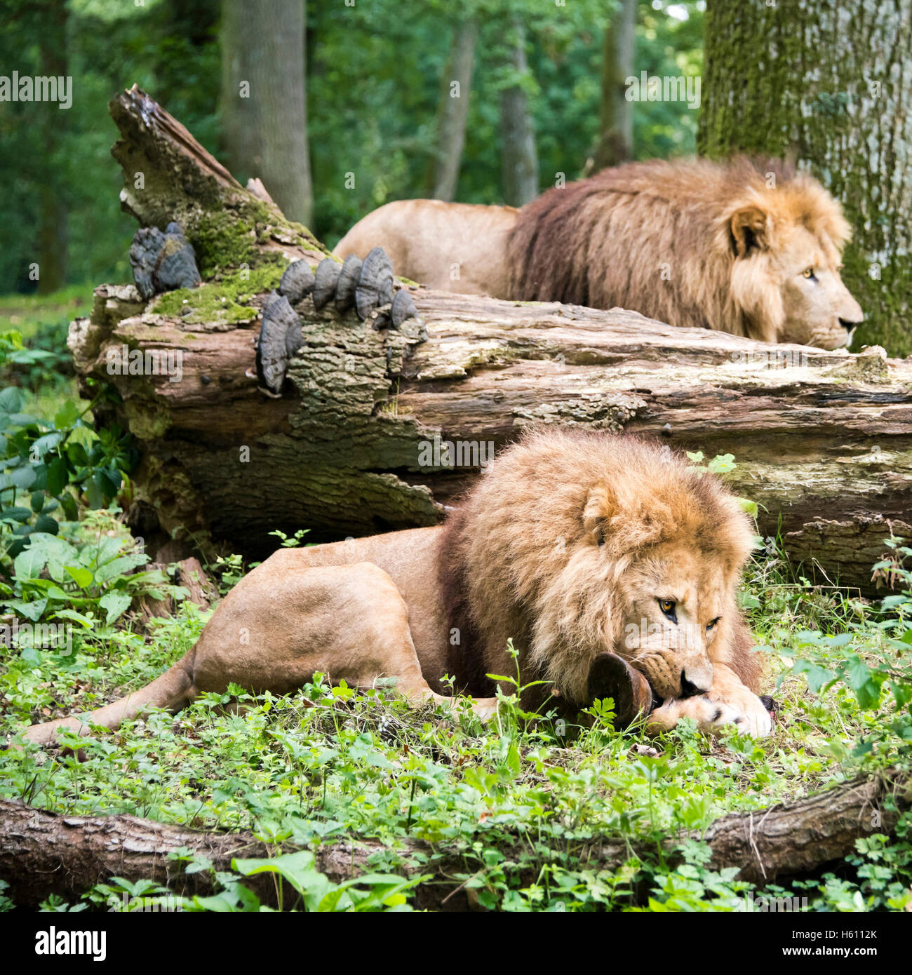 Piazza vicino fino di 2 leoni africani. Foto Stock