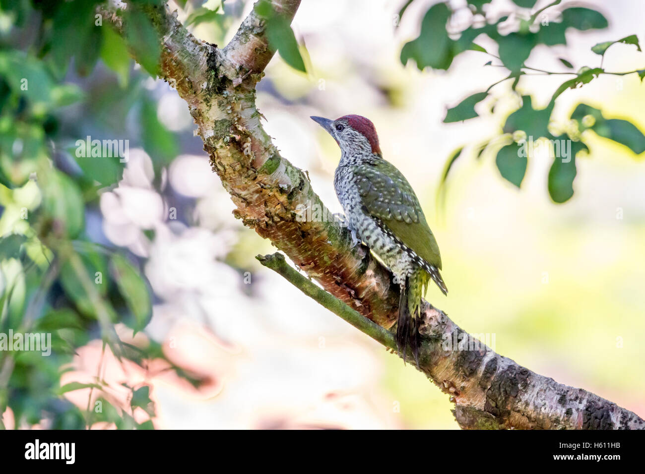 Un bambino picchio verde Picus viridis fotografato in alberi in un giardino, Warwickshire, Inghilterra, luglio 2016 Foto Stock