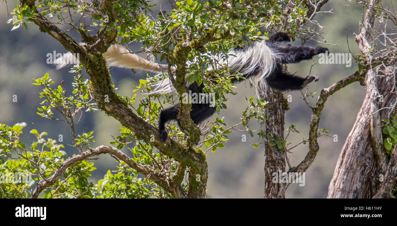 Est in bianco e nero Colobus Monkey, colobus guereza, saltare attraverso nell'albero canopy, parco nazionale di Aberdare kenya Foto Stock