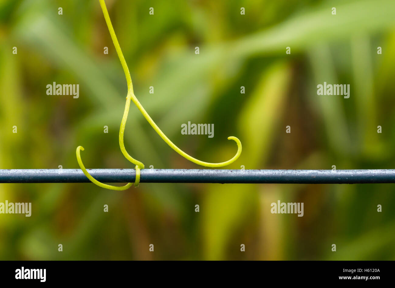 Legare di collegamento Foto Stock