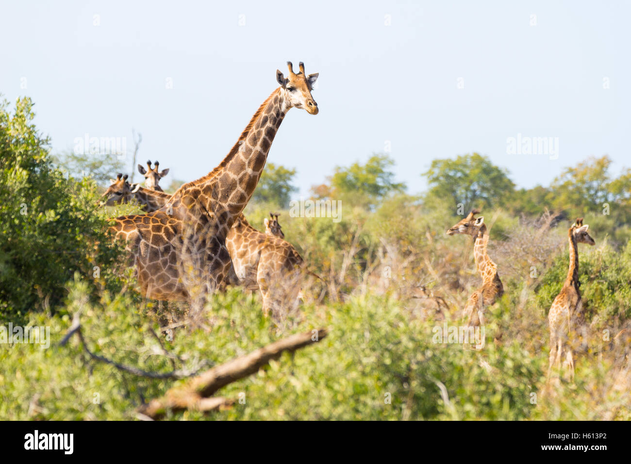 Allevamento di giraffe a piedi nel bush. nel Parco Nazionale di Kruger, importante meta di viaggio in Sud Africa. Foto Stock