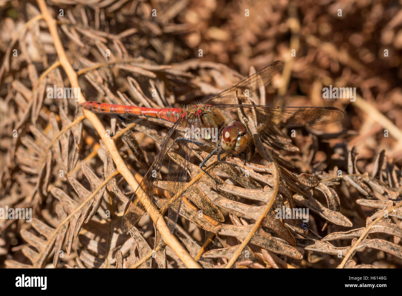 Common Darter Dragonfly di crogiolarvi al sole al mattino Foto Stock