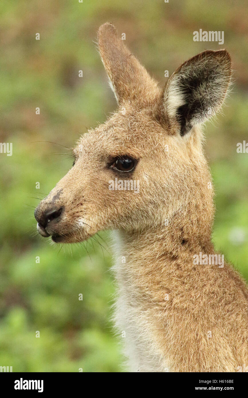 Un ritratto di un Orientale Canguro grigio. Foto Stock