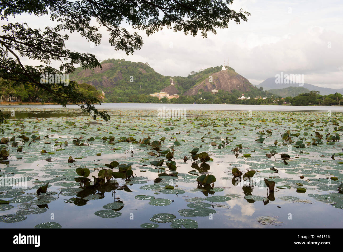 Foglie di loto sul lago Kurunegala davanti a Elephant Rock (Ethagala), Sri Lanka Foto Stock
