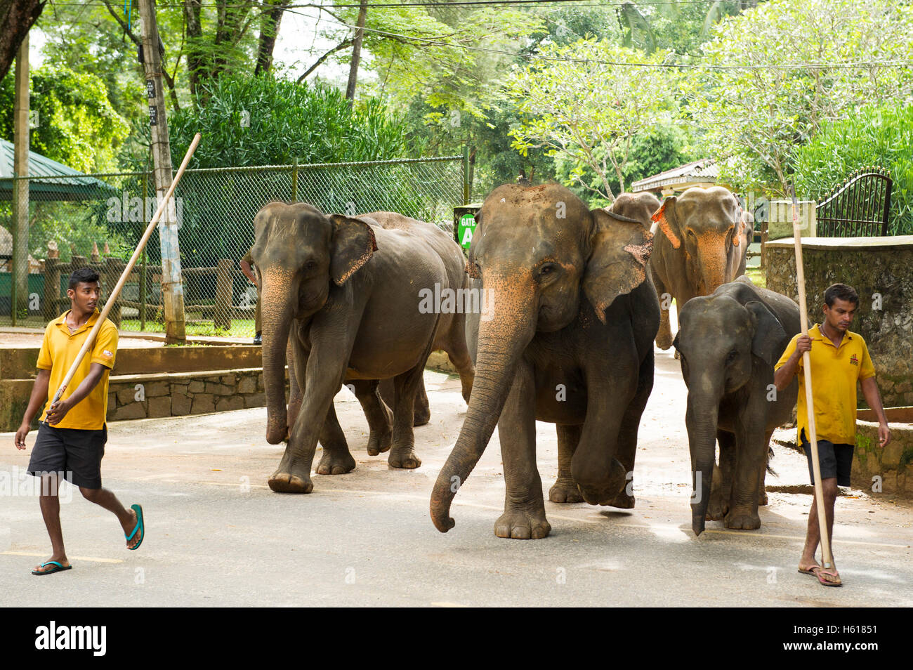 Elefanti asiatici attraversando la strada, Pinnawala l'Orfanotrofio degli Elefanti, Sri Lanka Foto Stock