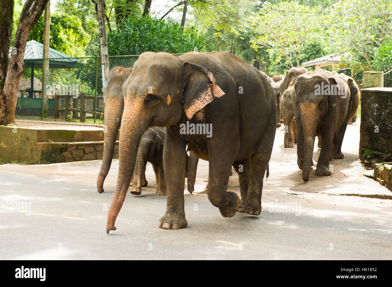 Elefanti asiatici attraversando la strada, Pinnawala l'Orfanotrofio degli Elefanti, Sri Lanka Foto Stock