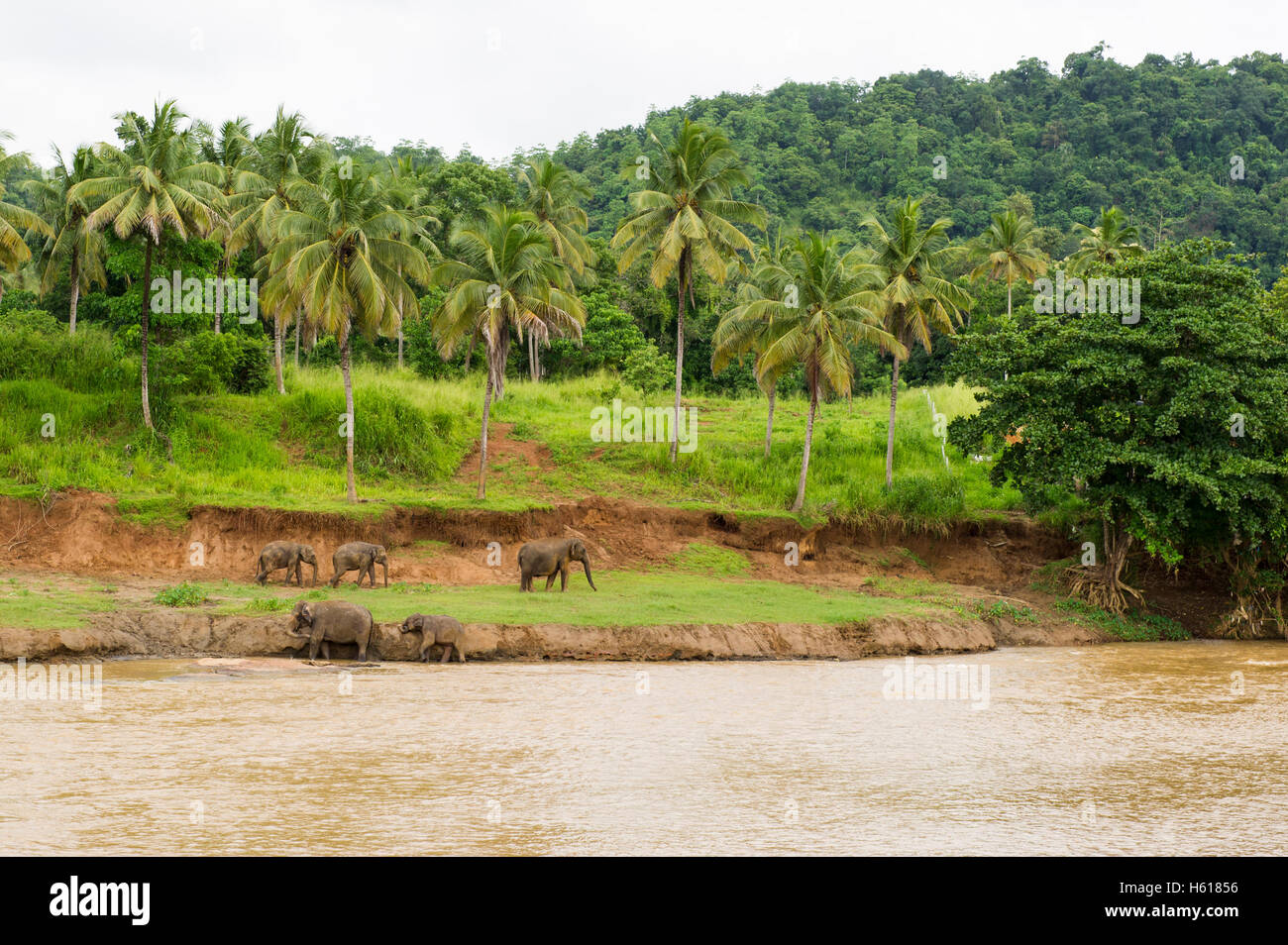 Elefanti asiatici sulla riva del fiume, Pinnawala l'Orfanotrofio degli Elefanti, Sri Lanka Foto Stock
