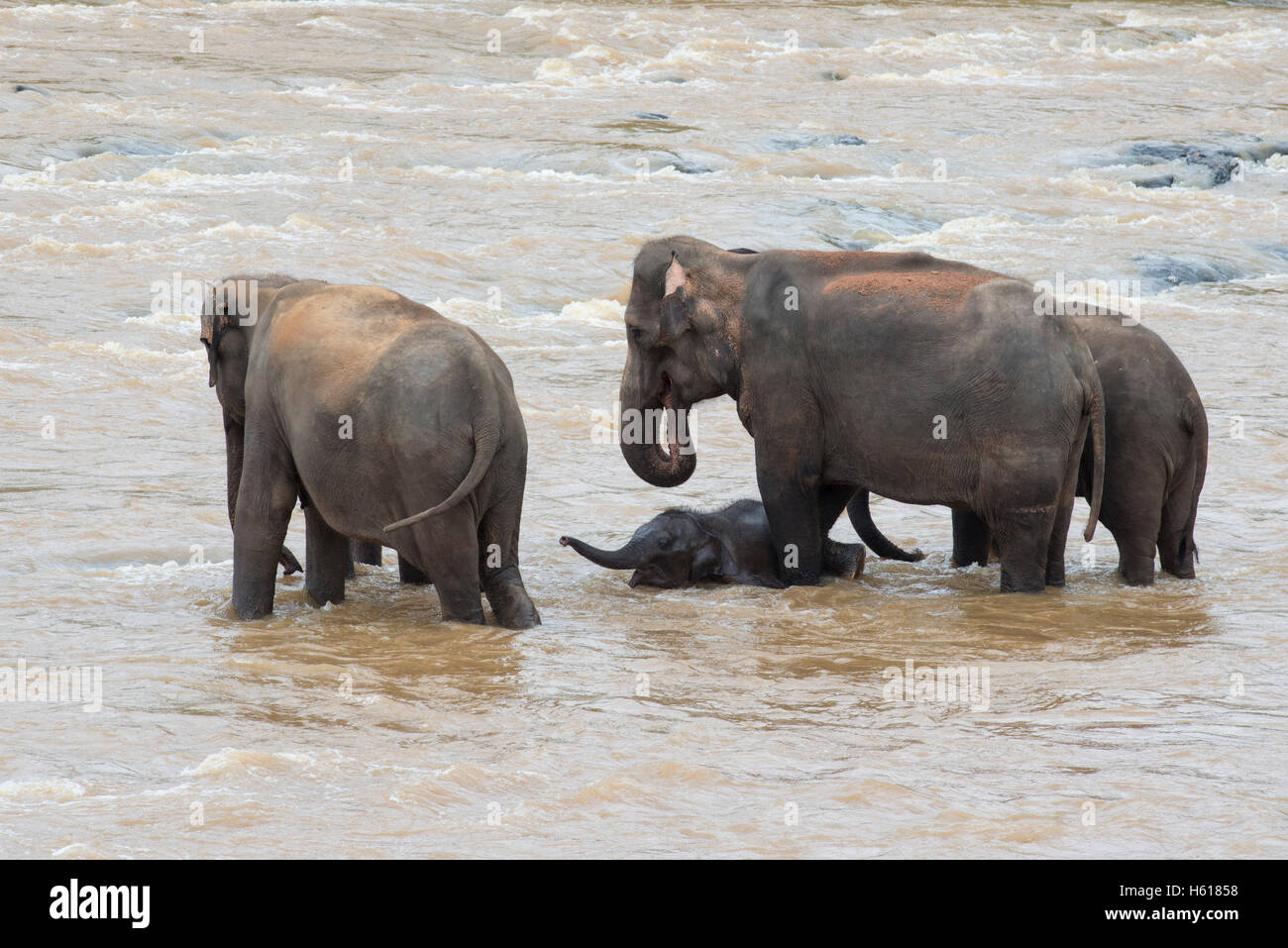 Elefanti asiatici con i giovani nel fiume, Pinnawala l'Orfanotrofio degli Elefanti, Sri Lanka Foto Stock