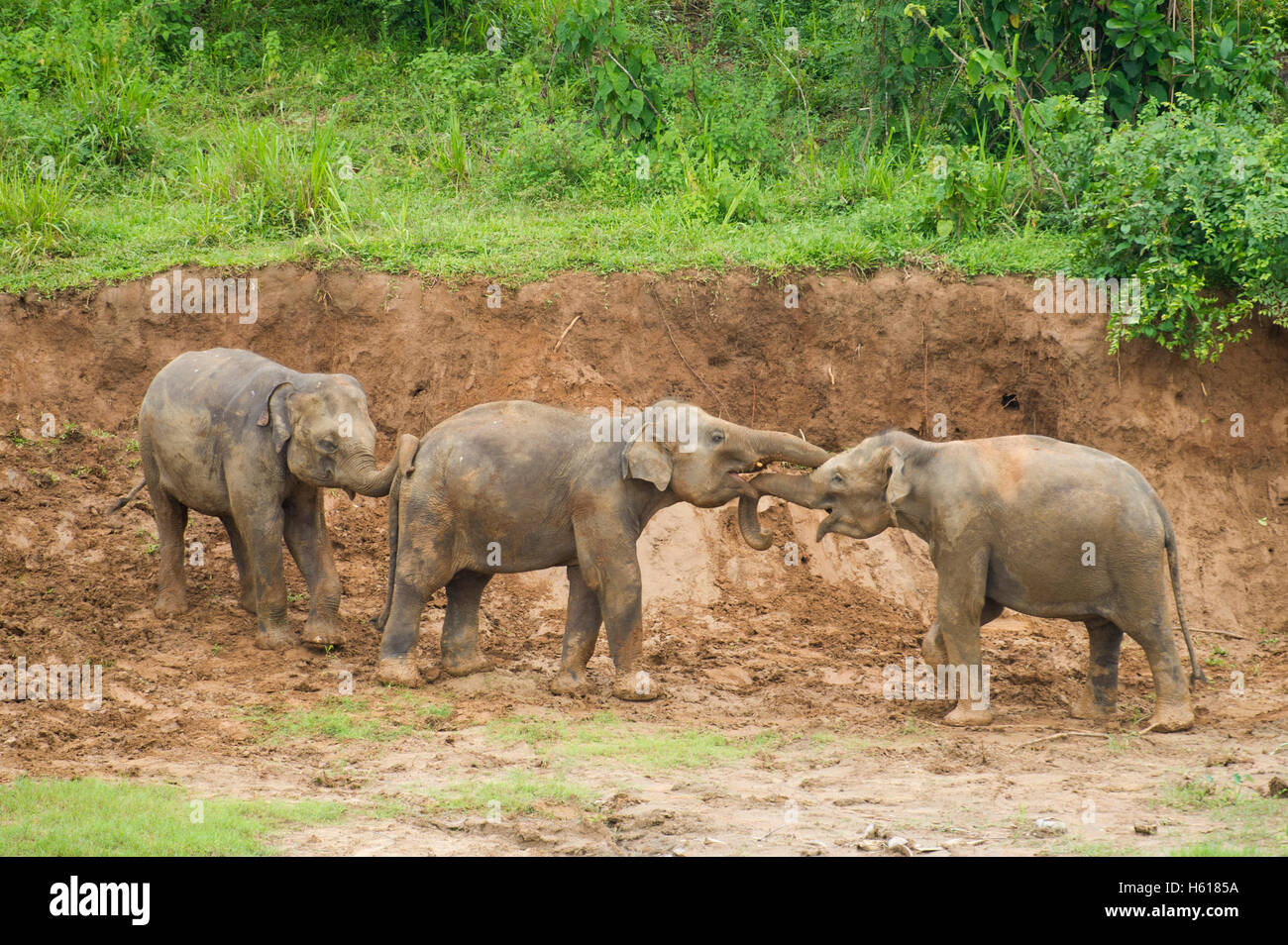 Giovani elefanti asiatici giocando sulla riva del fiume, Pinnawala l'Orfanotrofio degli Elefanti, Sri Lanka Foto Stock