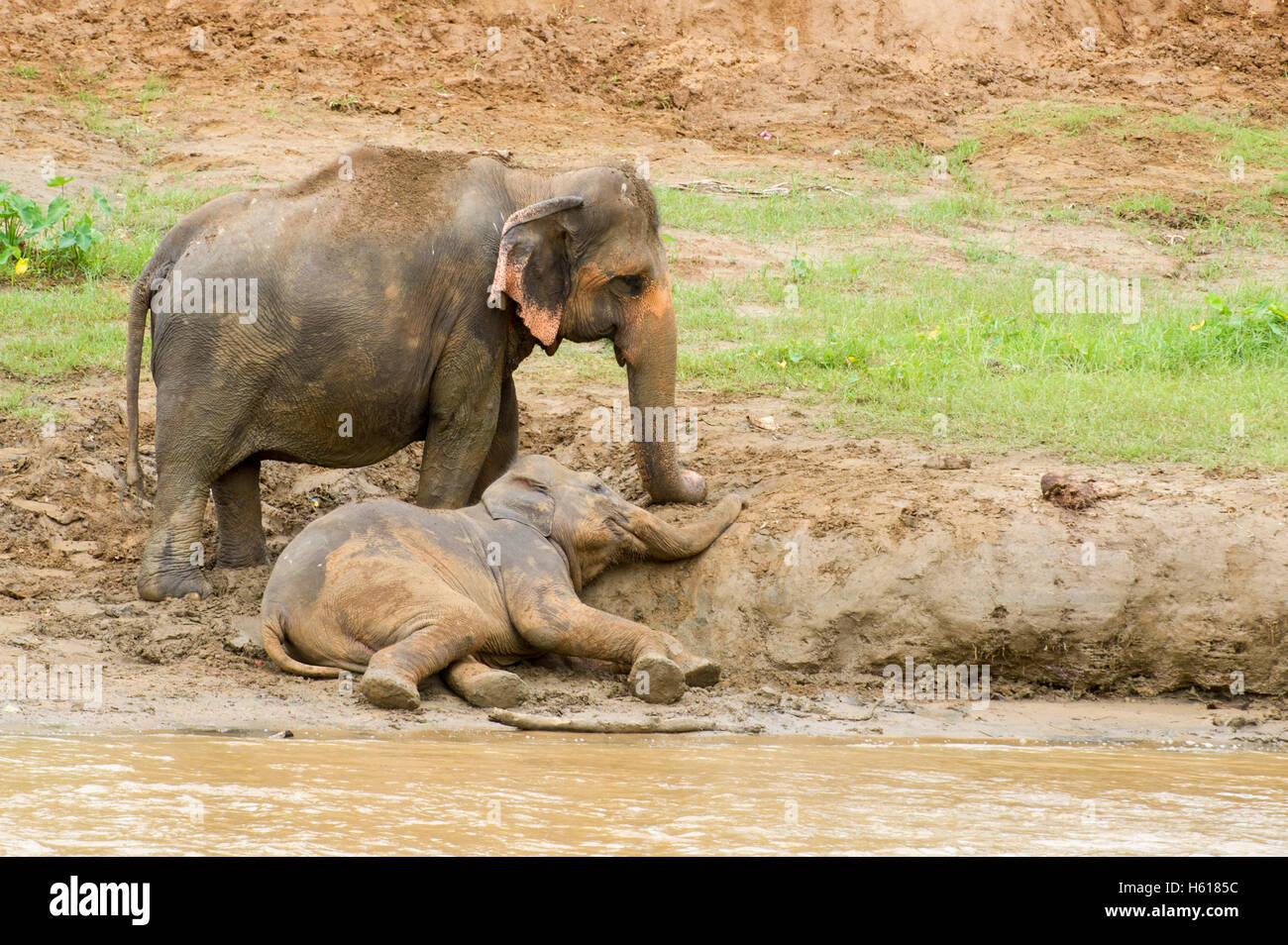 Giovani elefanti asiatici presso il fiume, Pinnawala l'Orfanotrofio degli Elefanti, Sri Lanka Foto Stock