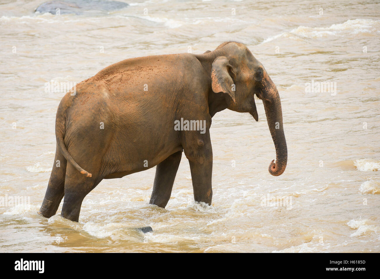 Elefante asiatico nel fiume, Pinnawala l'Orfanotrofio degli Elefanti, Sri Lanka Foto Stock