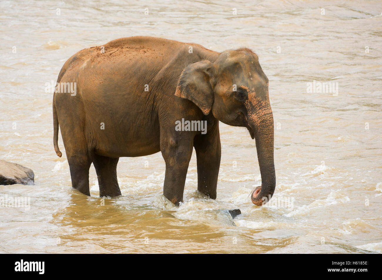 Elefante asiatico nel fiume, Pinnawala l'Orfanotrofio degli Elefanti, Sri Lanka Foto Stock