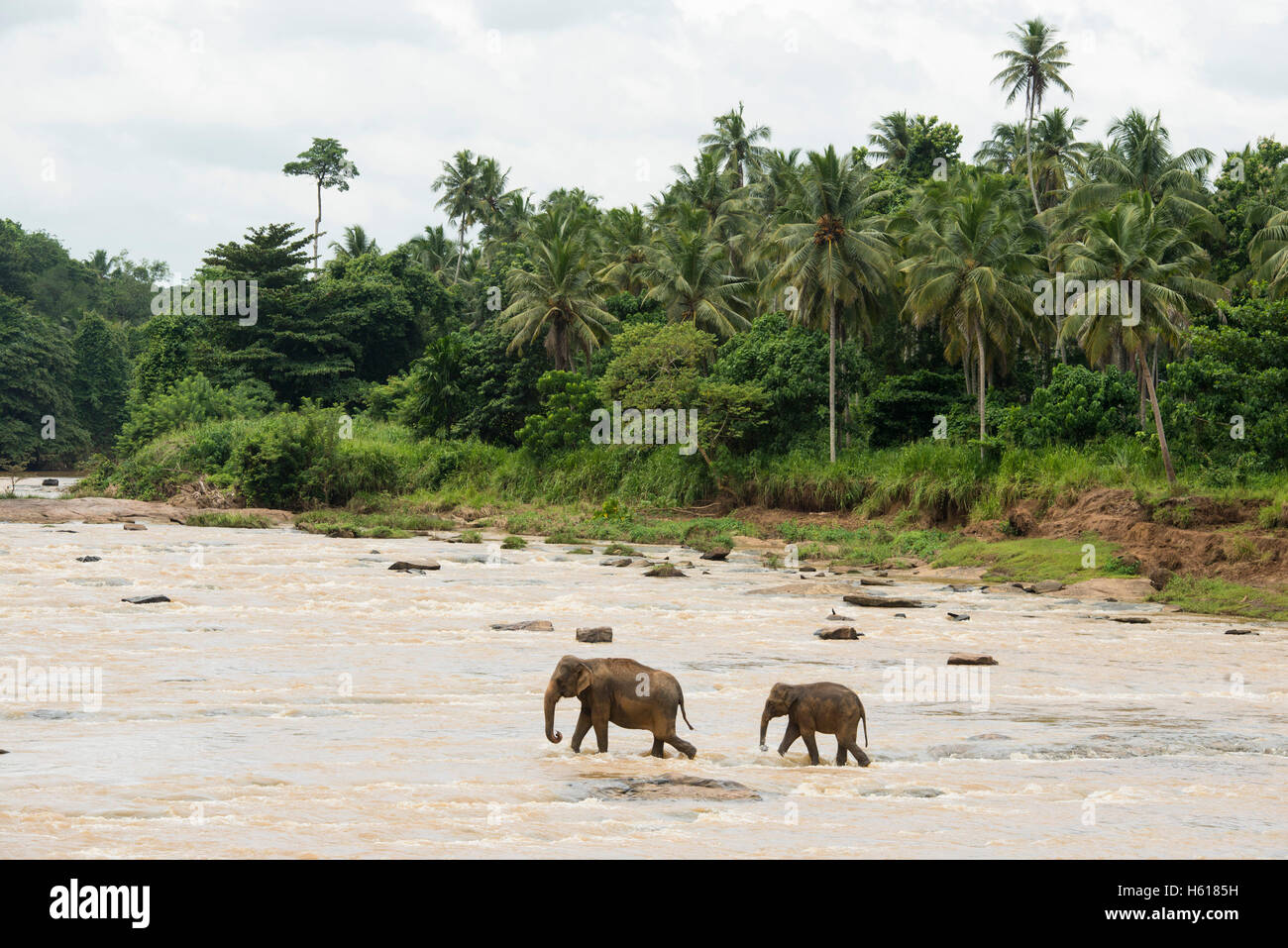 Elefanti asiatici nel fiume, Pinnawala l'Orfanotrofio degli Elefanti, Sri Lanka Foto Stock