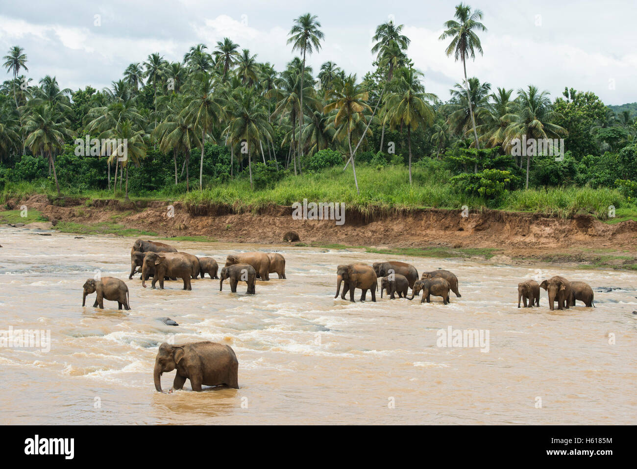 Elefanti asiatici nel fiume, Pinnawala l'Orfanotrofio degli Elefanti, Sri Lanka Foto Stock