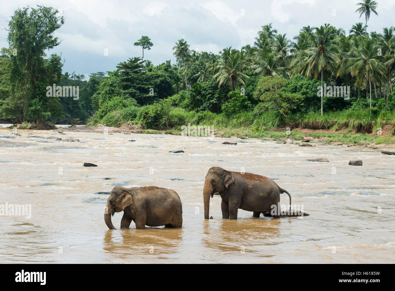Elefanti asiatici nel fiume, Pinnawala l'Orfanotrofio degli Elefanti, Sri Lanka Foto Stock