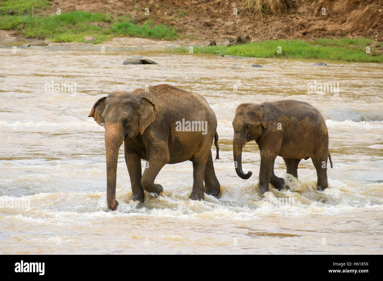 Elefanti asiatici nel fiume, Pinnawala l'Orfanotrofio degli Elefanti, Sri Lanka Foto Stock