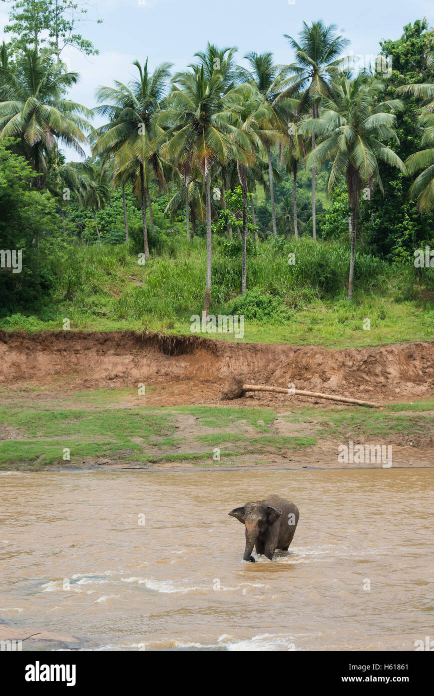 Elefante asiatico nel fiume, Pinnawala l'Orfanotrofio degli Elefanti, Sri Lanka Foto Stock