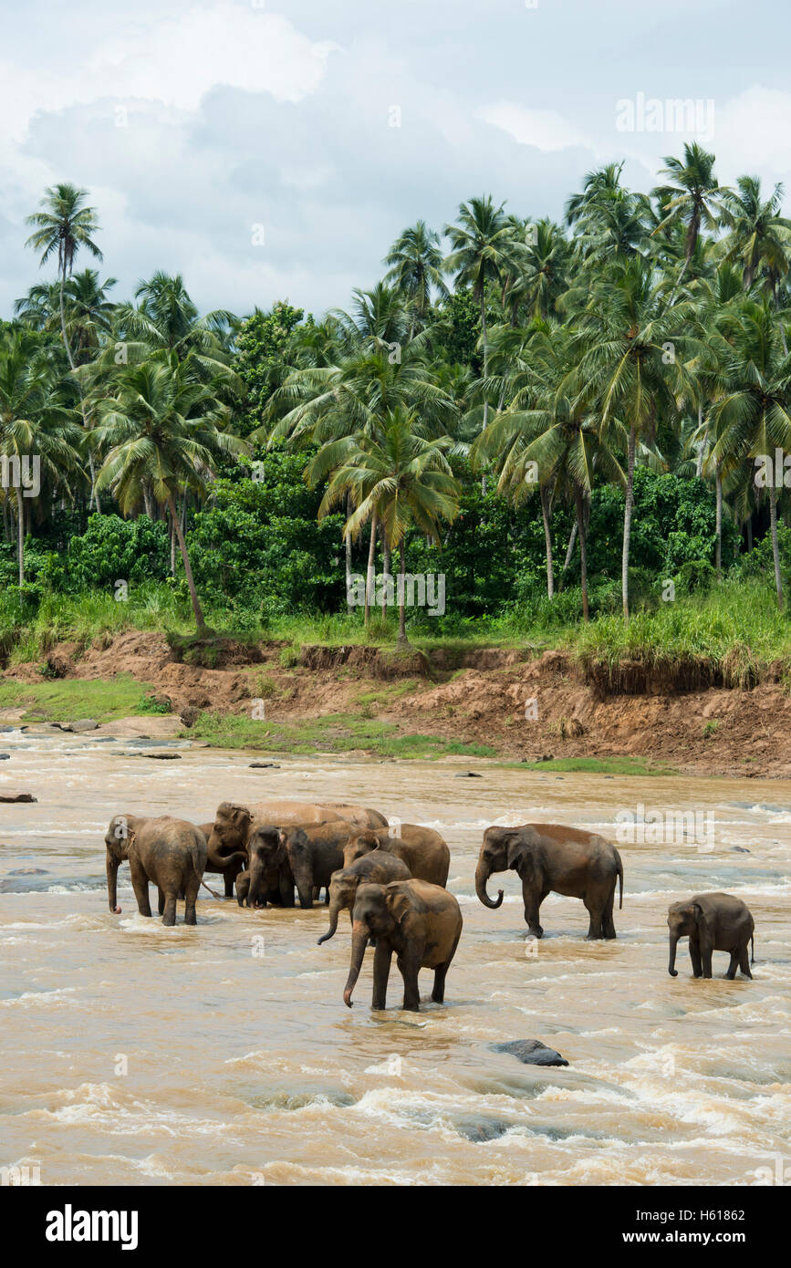Elefanti asiatici nel fiume, Pinnawala l'Orfanotrofio degli Elefanti, Sri Lanka Foto Stock