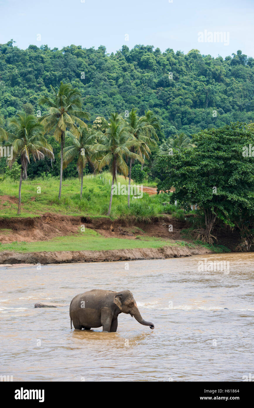 Elefante asiatico nel fiume, Pinnawala l'Orfanotrofio degli Elefanti, Sri Lanka Foto Stock