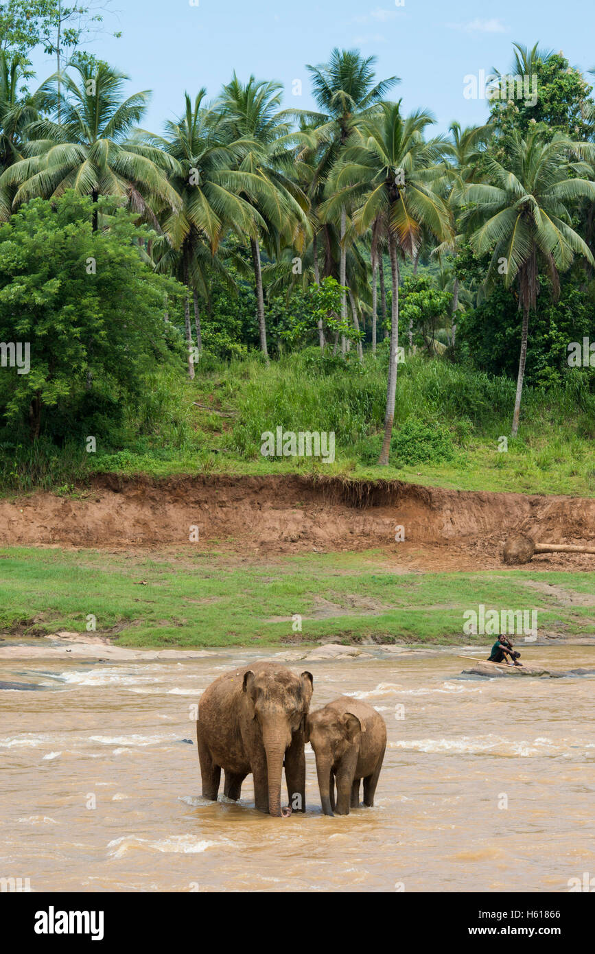Elefanti asiatici nel fiume, Pinnawala l'Orfanotrofio degli Elefanti, Sri Lanka Foto Stock