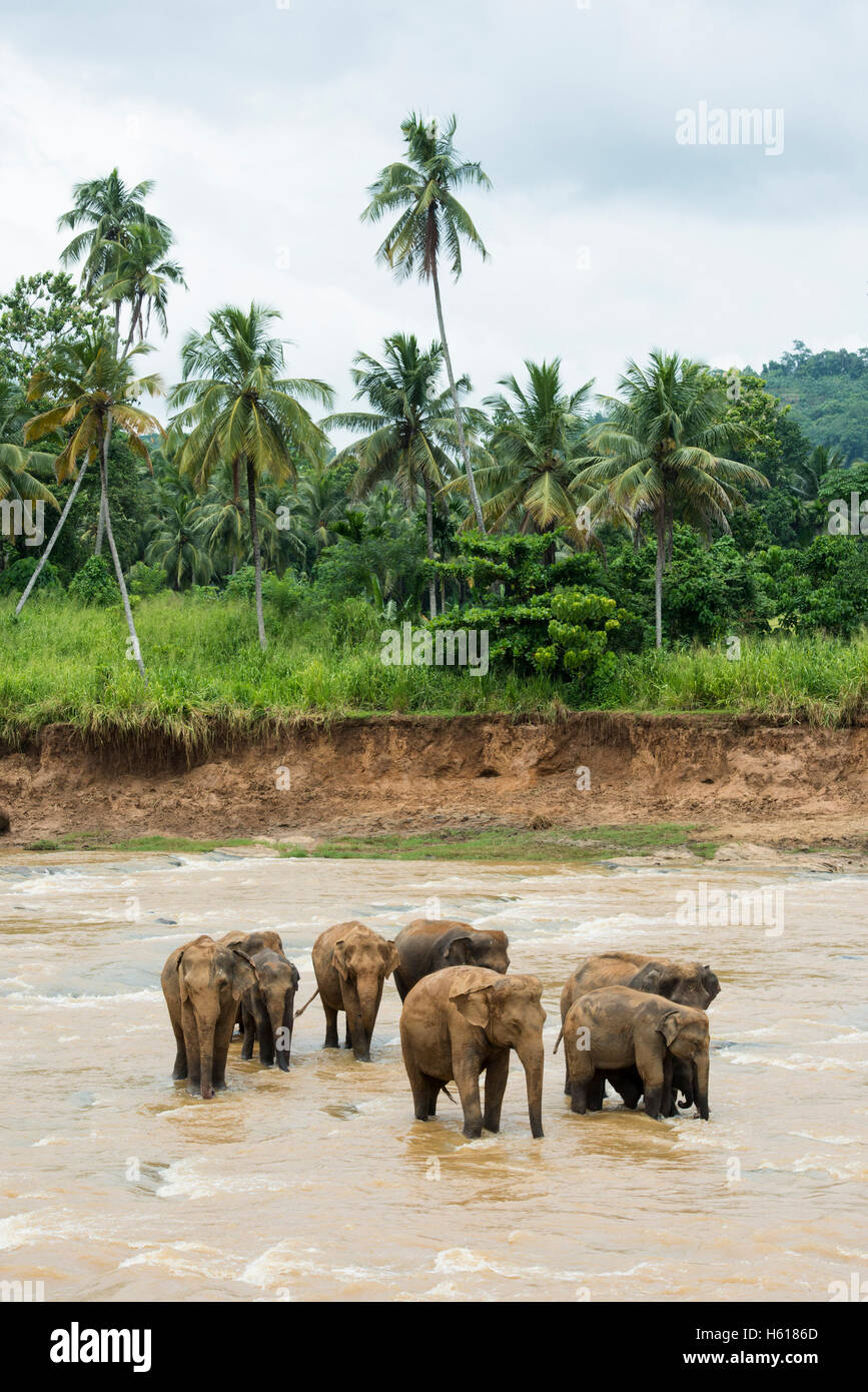 Elefanti asiatici nel fiume, Pinnawala l'Orfanotrofio degli Elefanti, Sri Lanka Foto Stock