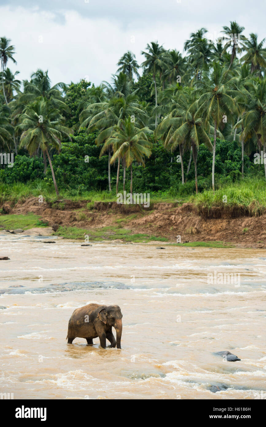 Elefante asiatico nel fiume, Pinnawala l'Orfanotrofio degli Elefanti, Sri Lanka Foto Stock