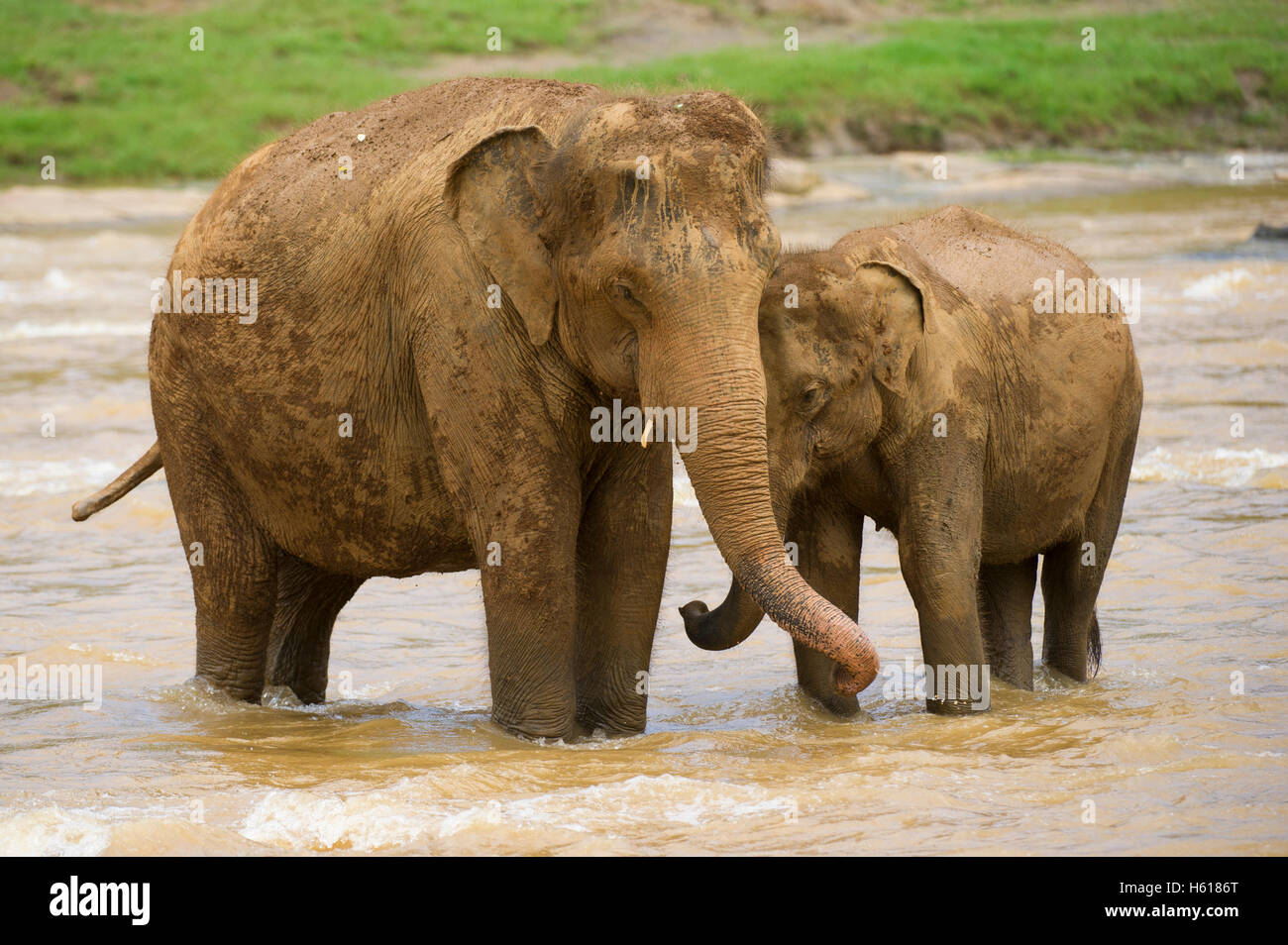 Elefanti asiatici nel fiume, Pinnawala l'Orfanotrofio degli Elefanti, Sri Lanka Foto Stock