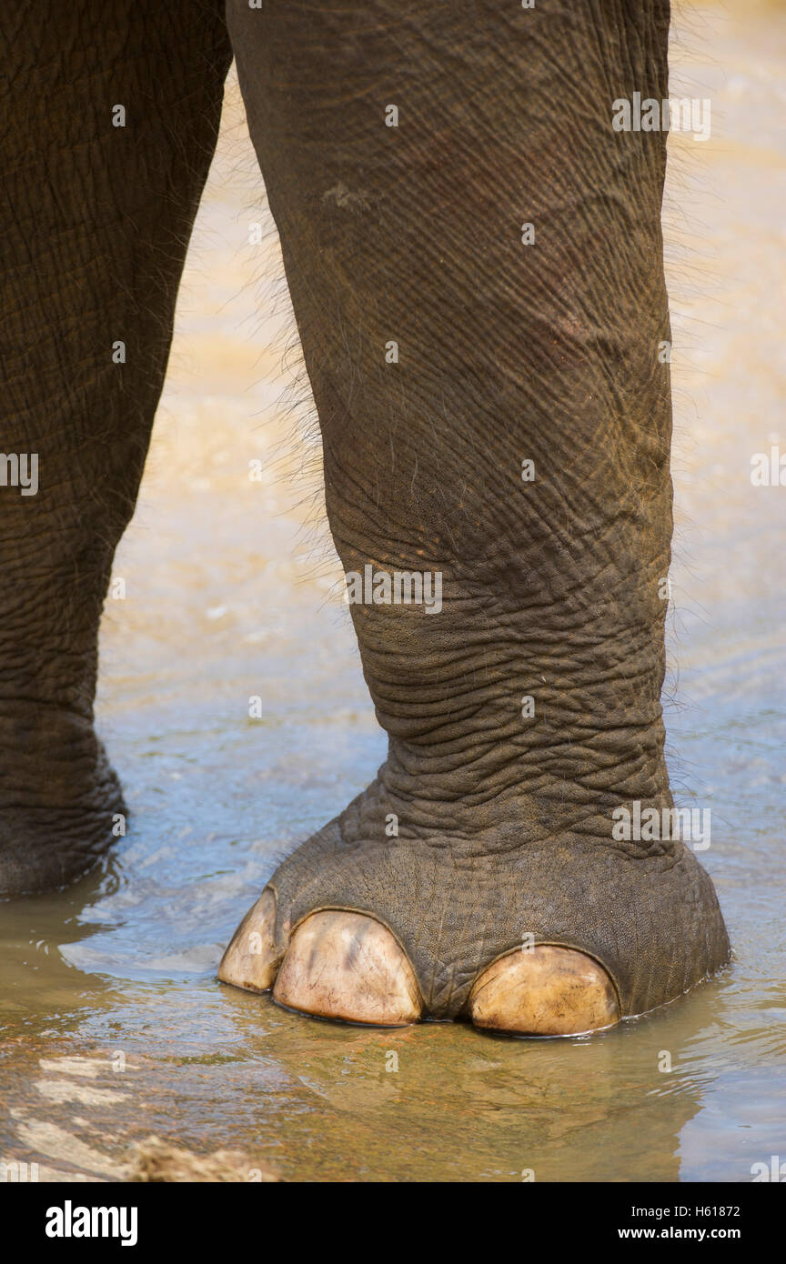 Elefante asiatico piedi, Pinnawala l'Orfanotrofio degli Elefanti, Sri Lanka Foto Stock