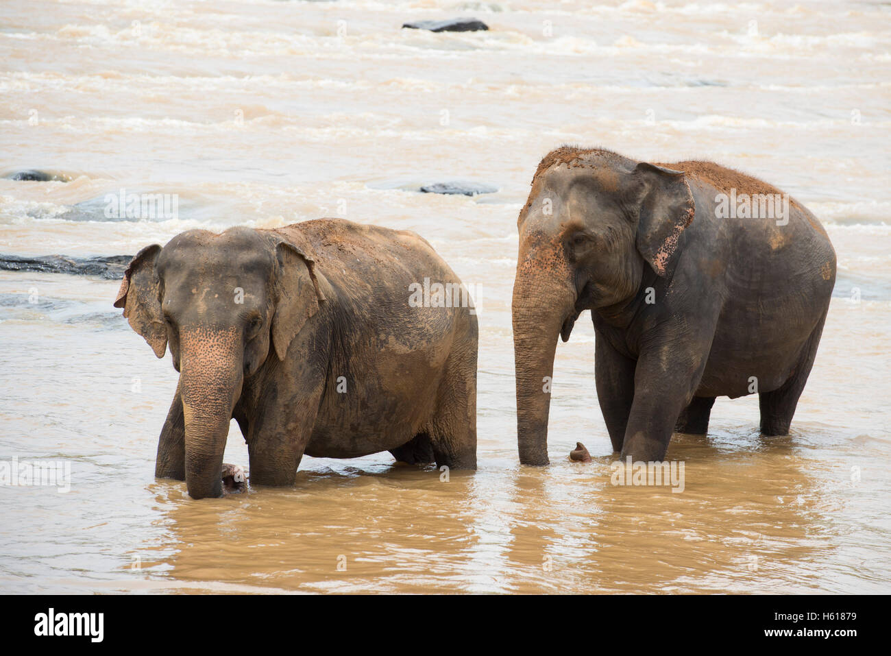 Elefanti asiatici nel fiume, Pinnawala l'Orfanotrofio degli Elefanti, Sri Lanka Foto Stock