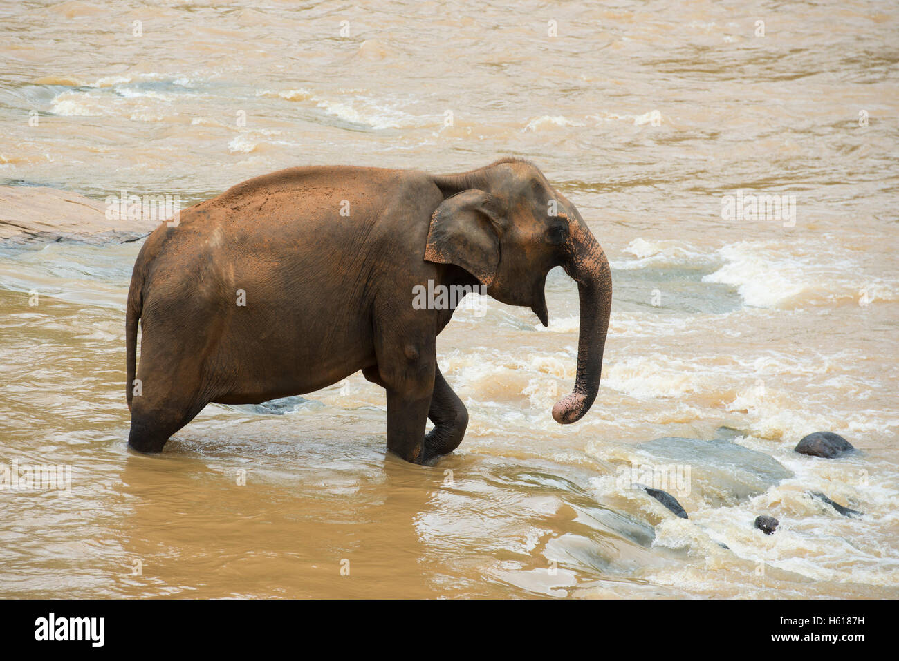Elefante asiatico nel fiume, Pinnawala l'Orfanotrofio degli Elefanti, Sri Lanka Foto Stock
