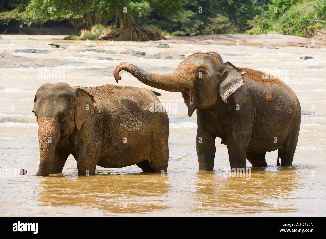 Elefanti asiatici nel fiume, Pinnawala l'Orfanotrofio degli Elefanti, Sri Lanka Foto Stock