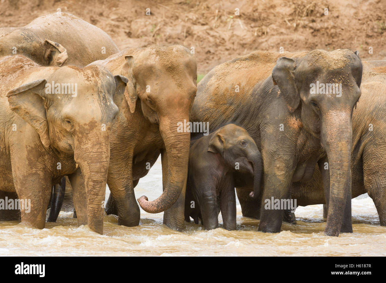 Elefanti asiatici nel fiume, Pinnawala l'Orfanotrofio degli Elefanti, Sri Lanka Foto Stock