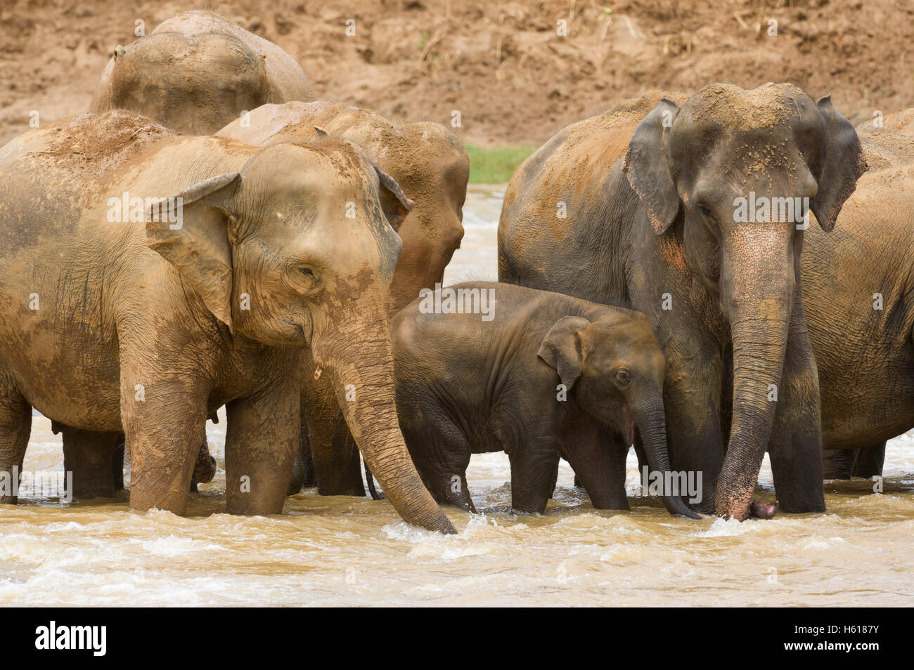 Elefanti asiatici nel fiume, Pinnawala l'Orfanotrofio degli Elefanti, Sri Lanka Foto Stock