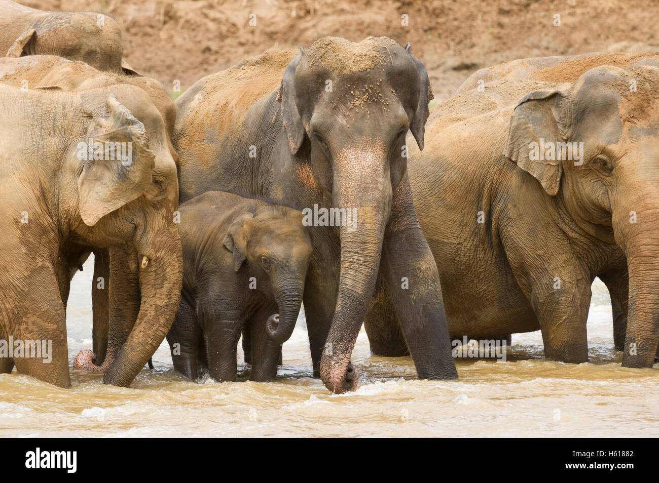 Elefanti asiatici nel fiume, Pinnawala l'Orfanotrofio degli Elefanti, Sri Lanka Foto Stock