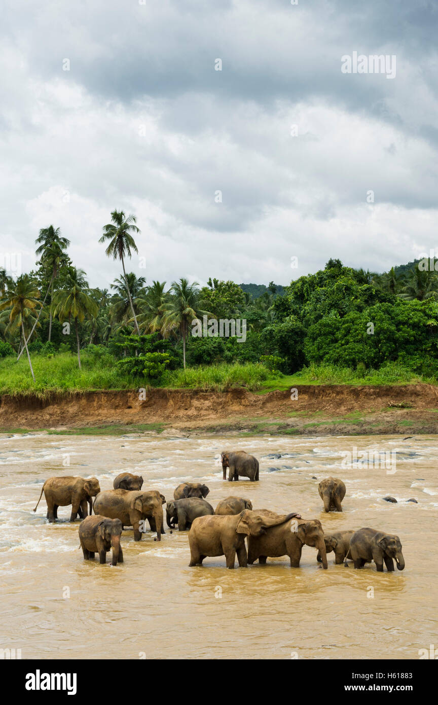 Elefanti asiatici nel fiume, Pinnawala l'Orfanotrofio degli Elefanti, Sri Lanka Foto Stock