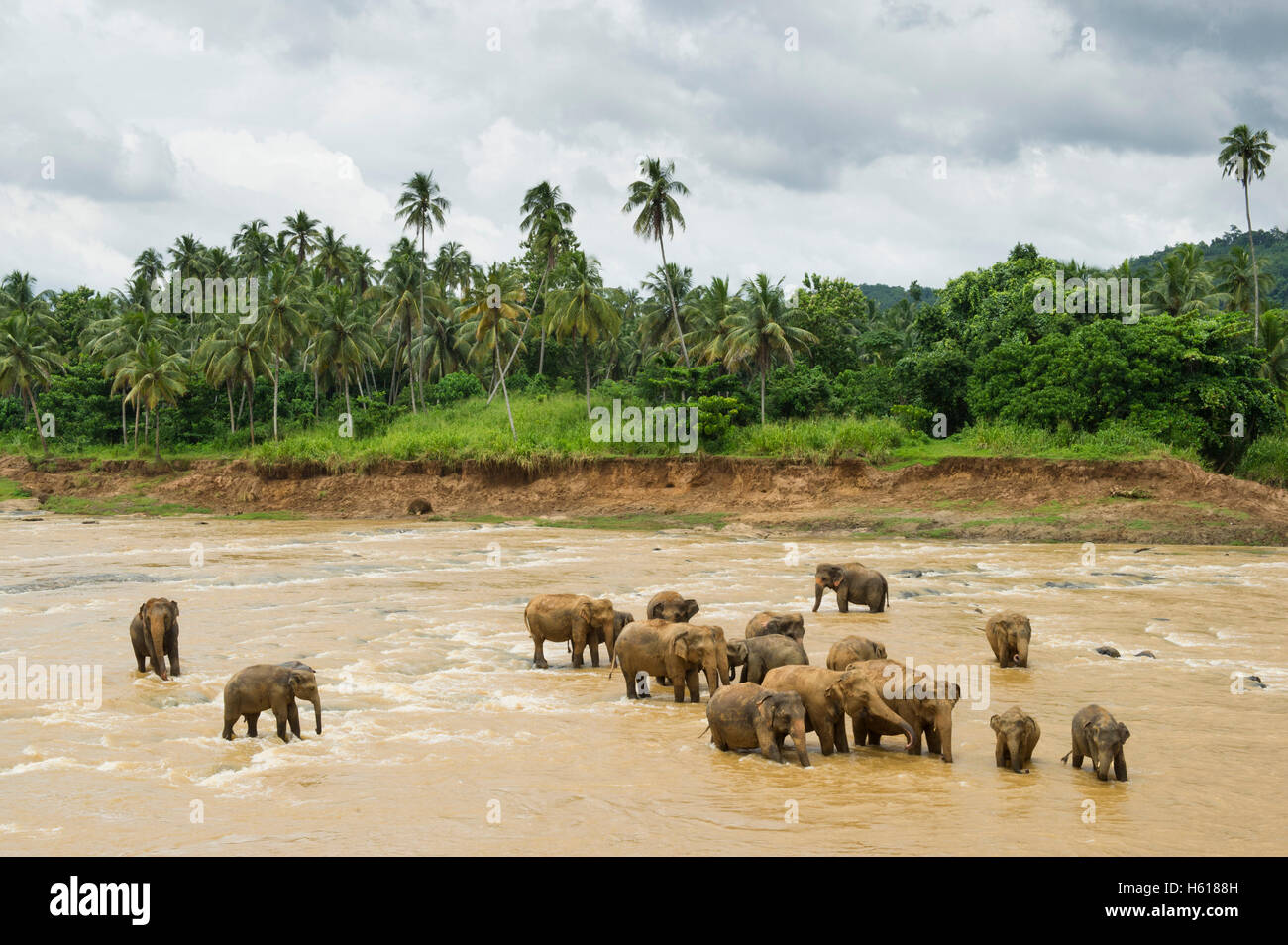 Elefanti asiatici nel fiume, Pinnawala l'Orfanotrofio degli Elefanti, Sri Lanka Foto Stock