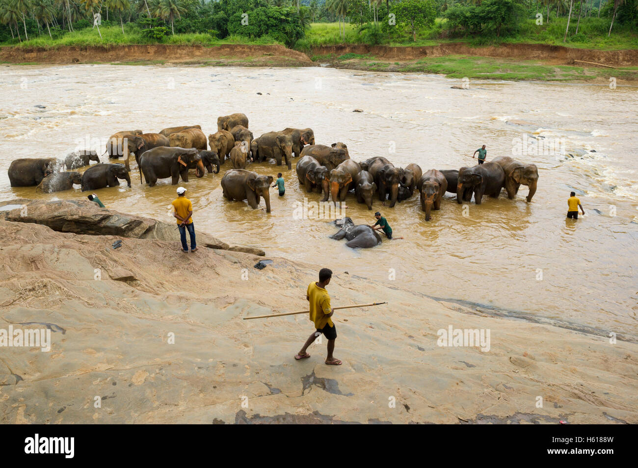 Lavaggio dei gestori di Elefanti asiatici nel fiume, Pinnawala l'Orfanotrofio degli Elefanti, Sri Lanka Foto Stock