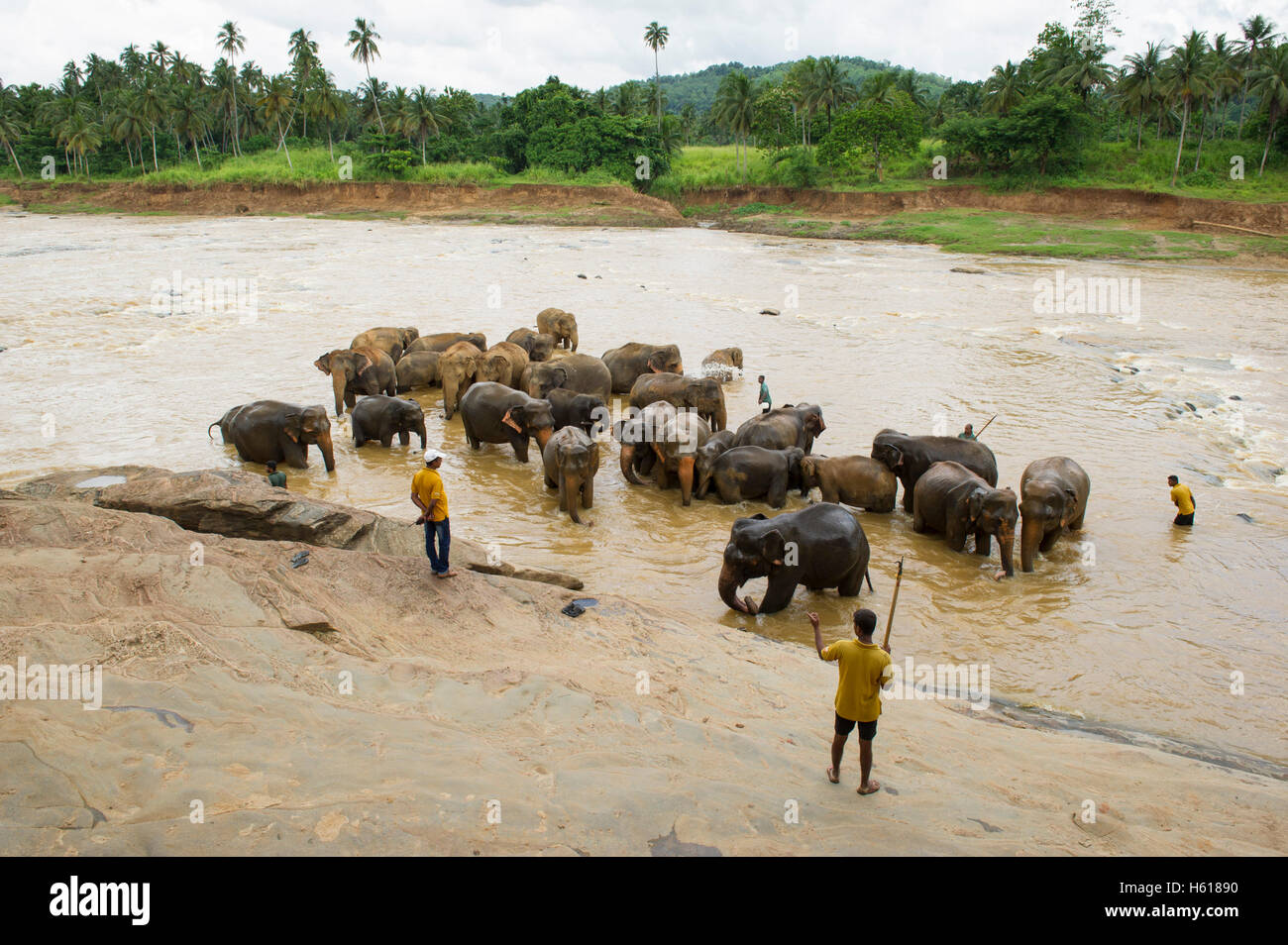 Lavaggio dei gestori di Elefanti asiatici nel fiume, Pinnawala l'Orfanotrofio degli Elefanti, Sri Lanka Foto Stock