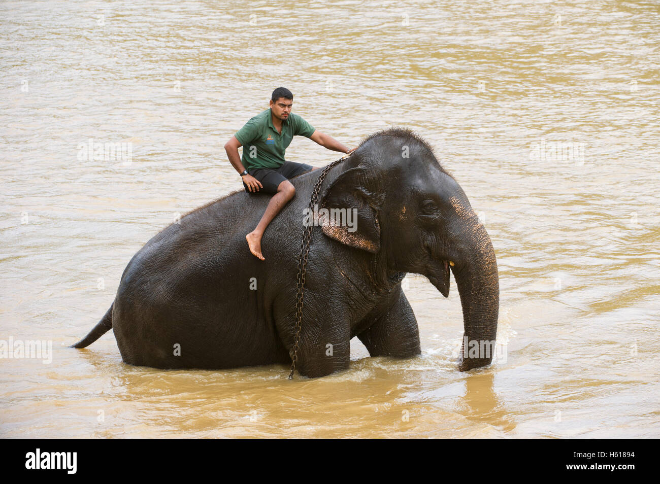 Il gestore in sella ad una Elefanti asiatici nel fiume, Pinnawala l'Orfanotrofio degli Elefanti, Sri Lanka Foto Stock