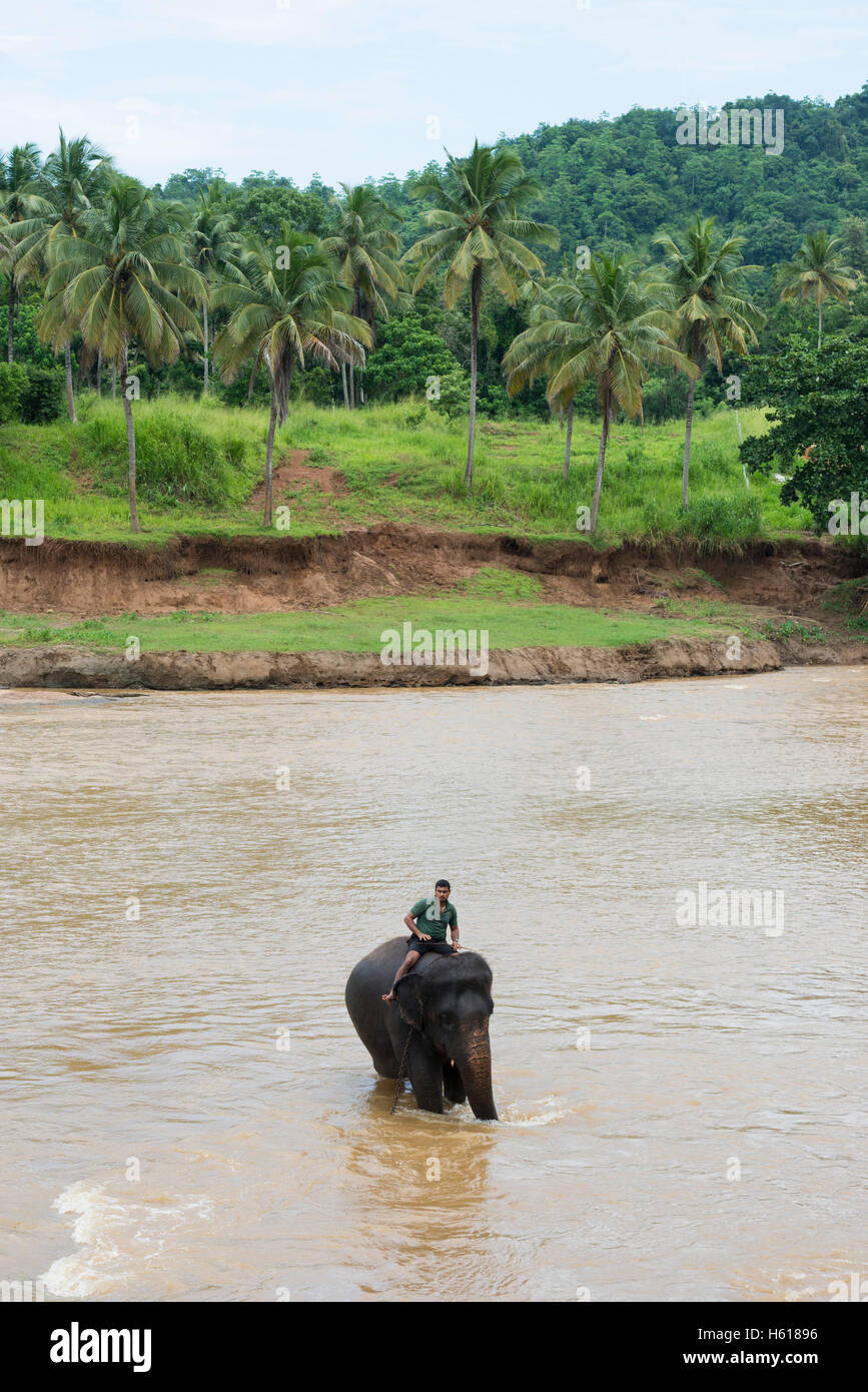 Il gestore in sella ad una Elefanti asiatici nel fiume, Pinnawala l'Orfanotrofio degli Elefanti, Sri Lanka Foto Stock