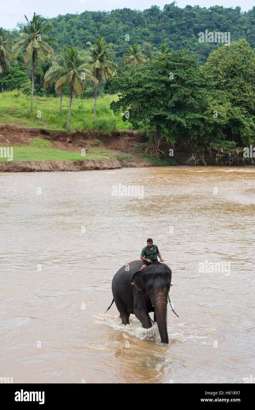 Il gestore in sella ad una Elefanti asiatici nel fiume, Pinnawala l'Orfanotrofio degli Elefanti, Sri Lanka Foto Stock