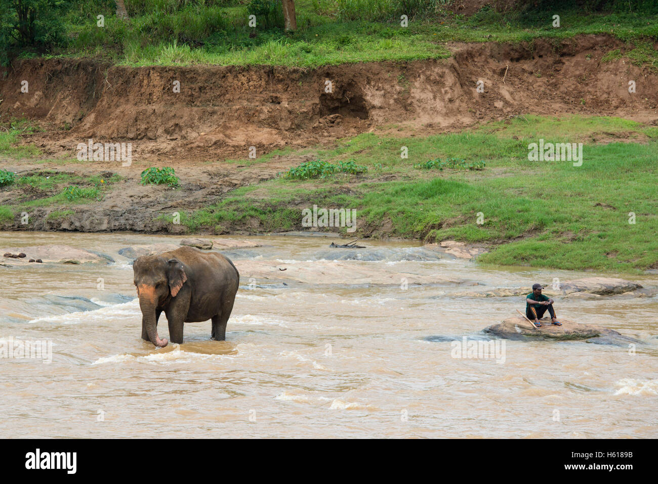 Il gestore e Elefante Asiatico nel fiume, Pinnawala l'Orfanotrofio degli Elefanti, Sri Lanka Foto Stock