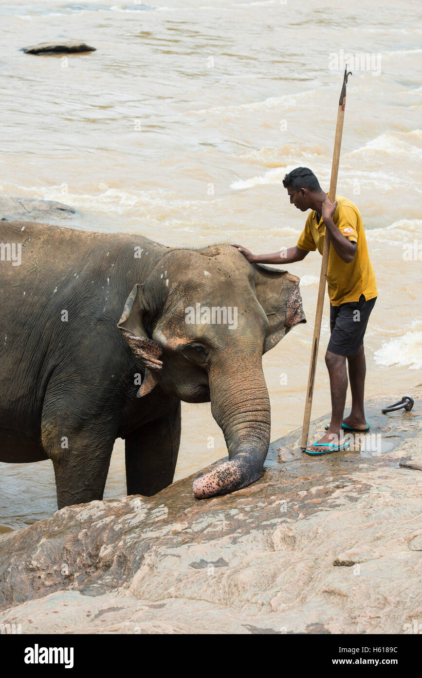 Il gestore e Elefante Asiatico nel fiume, Pinnawala l'Orfanotrofio degli Elefanti, Sri Lanka Foto Stock