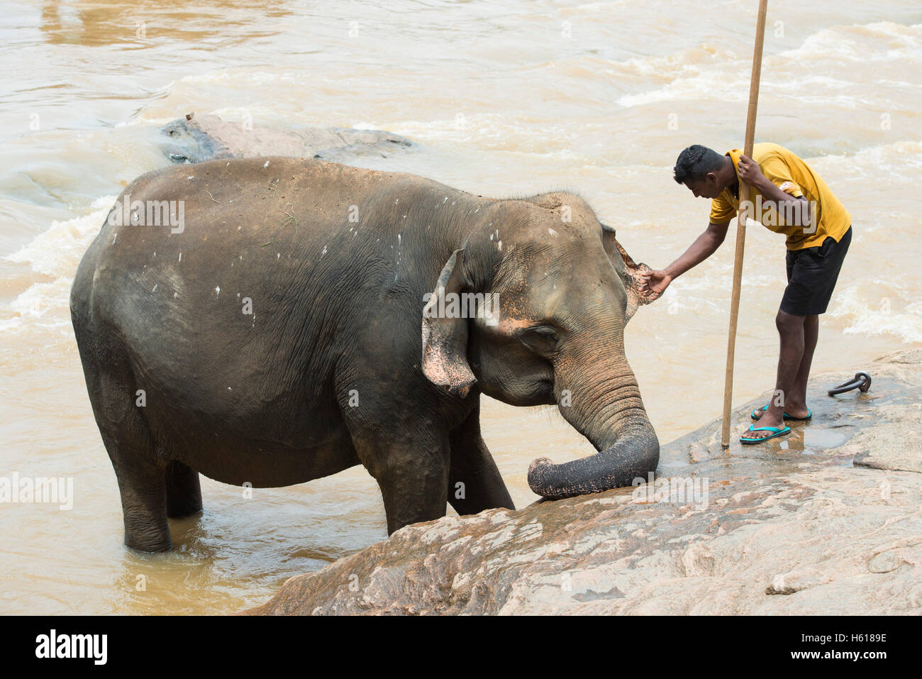 Il gestore e Elefante Asiatico nel fiume, Pinnawala l'Orfanotrofio degli Elefanti, Sri Lanka Foto Stock