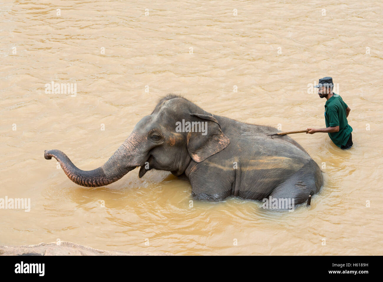 Lavaggio del gestore dell'Elefante Asiatico nel fiume, Pinnawala l'Orfanotrofio degli Elefanti, Sri Lanka Foto Stock