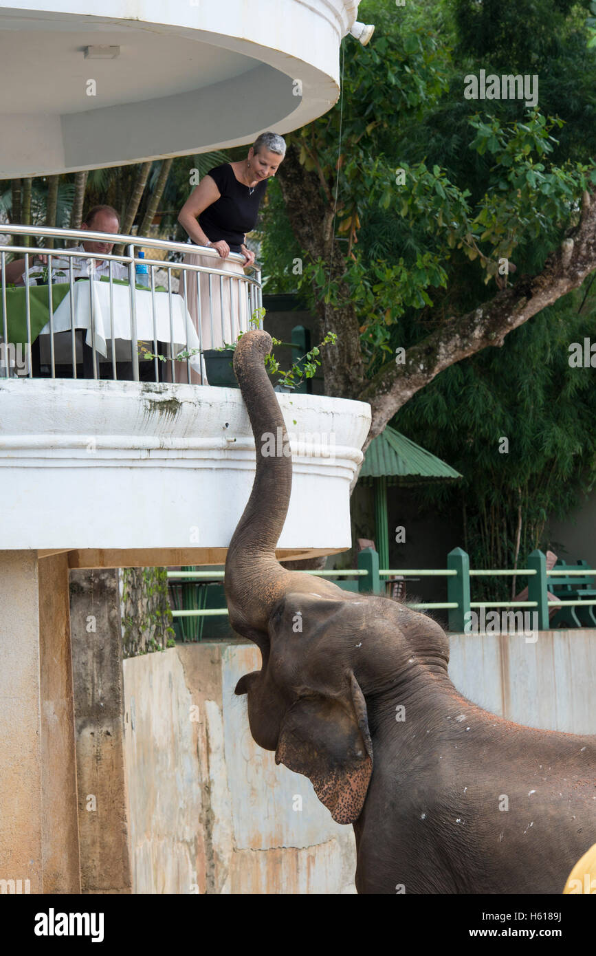 Elefante asiatico in un hotel, Pinnawala l'Orfanotrofio degli Elefanti, Sri Lanka Foto Stock