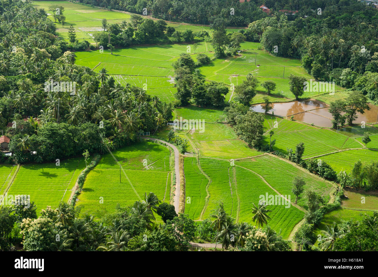 Vista delle risaie da Dambadeniya Royal Palace, Sri Lanka Foto Stock