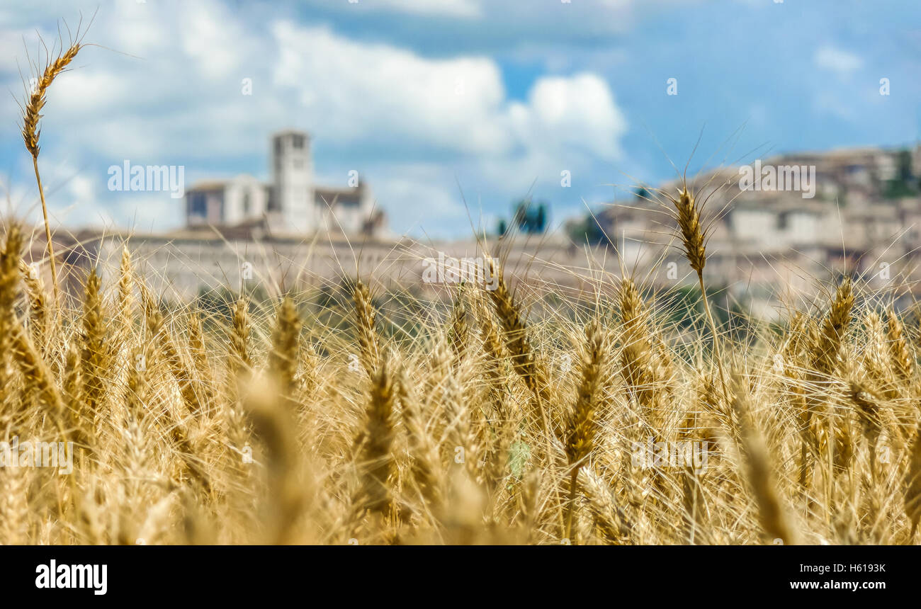 Bellissima vista del golden harvest campo e sfocato città di Assisi in background, Umbria, Italia Foto Stock